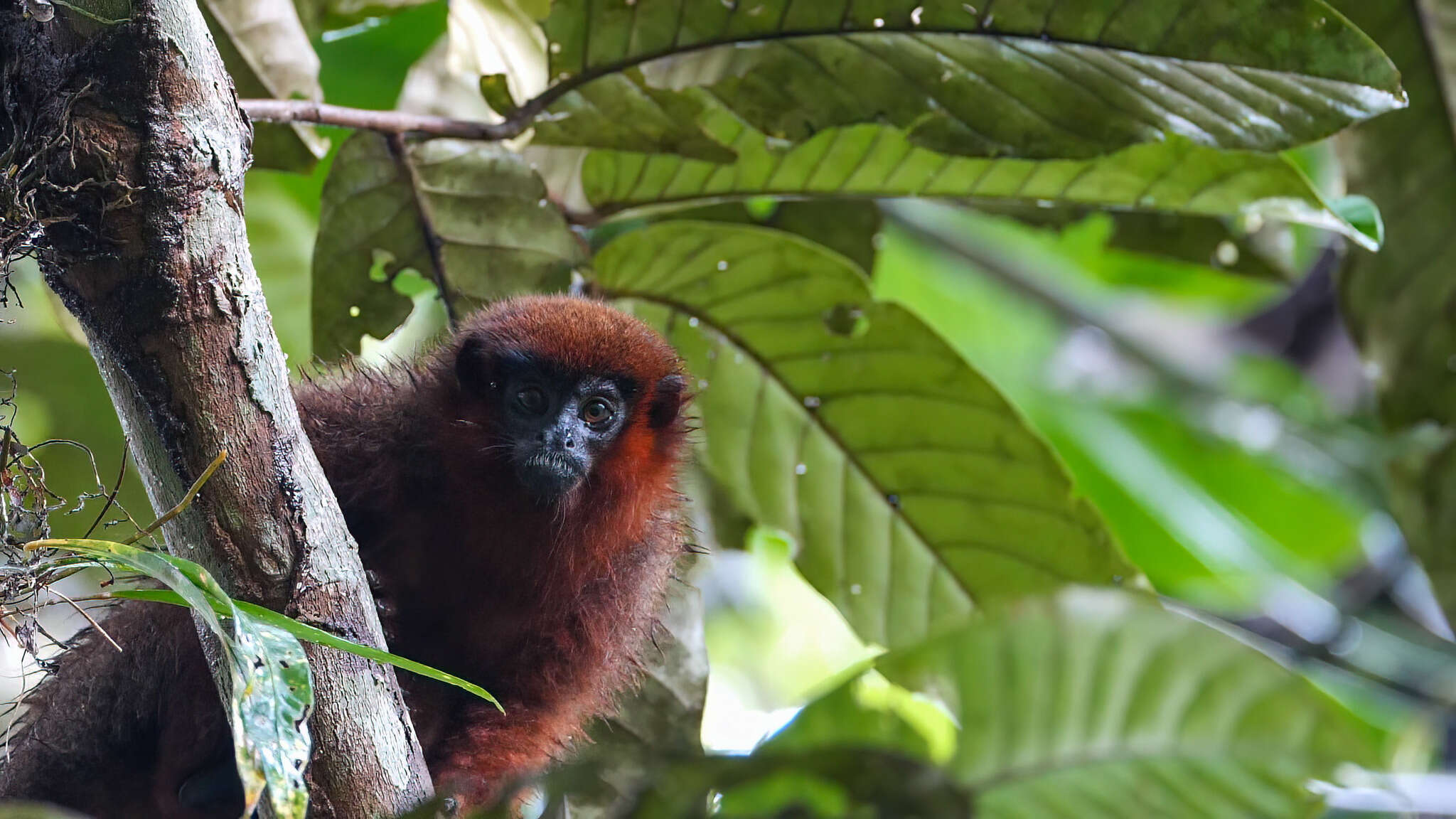 Image of Coppery Titi Monkey