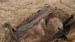 Image of Asian Particolored Bat