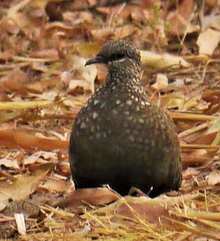 Image of Chestnut-quilled Rock Pigeon