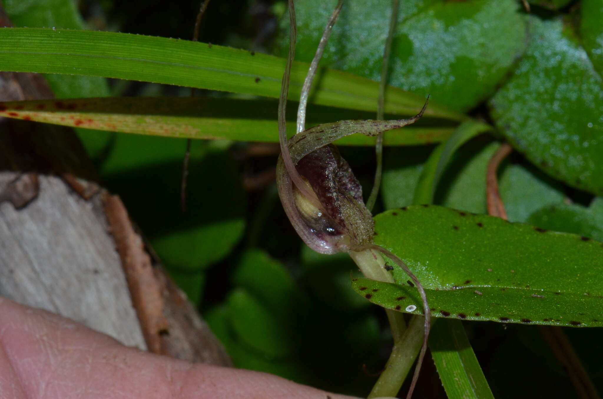 Image of Big red spider orchid