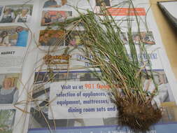 Image of Spiked Sedge