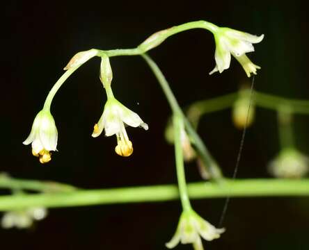 Image of Anticlea neglecta (Espejo, López-Ferr. & Ceja) Zomlefer & Judd