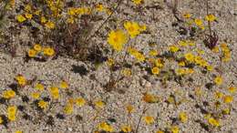 Image of California tickseed