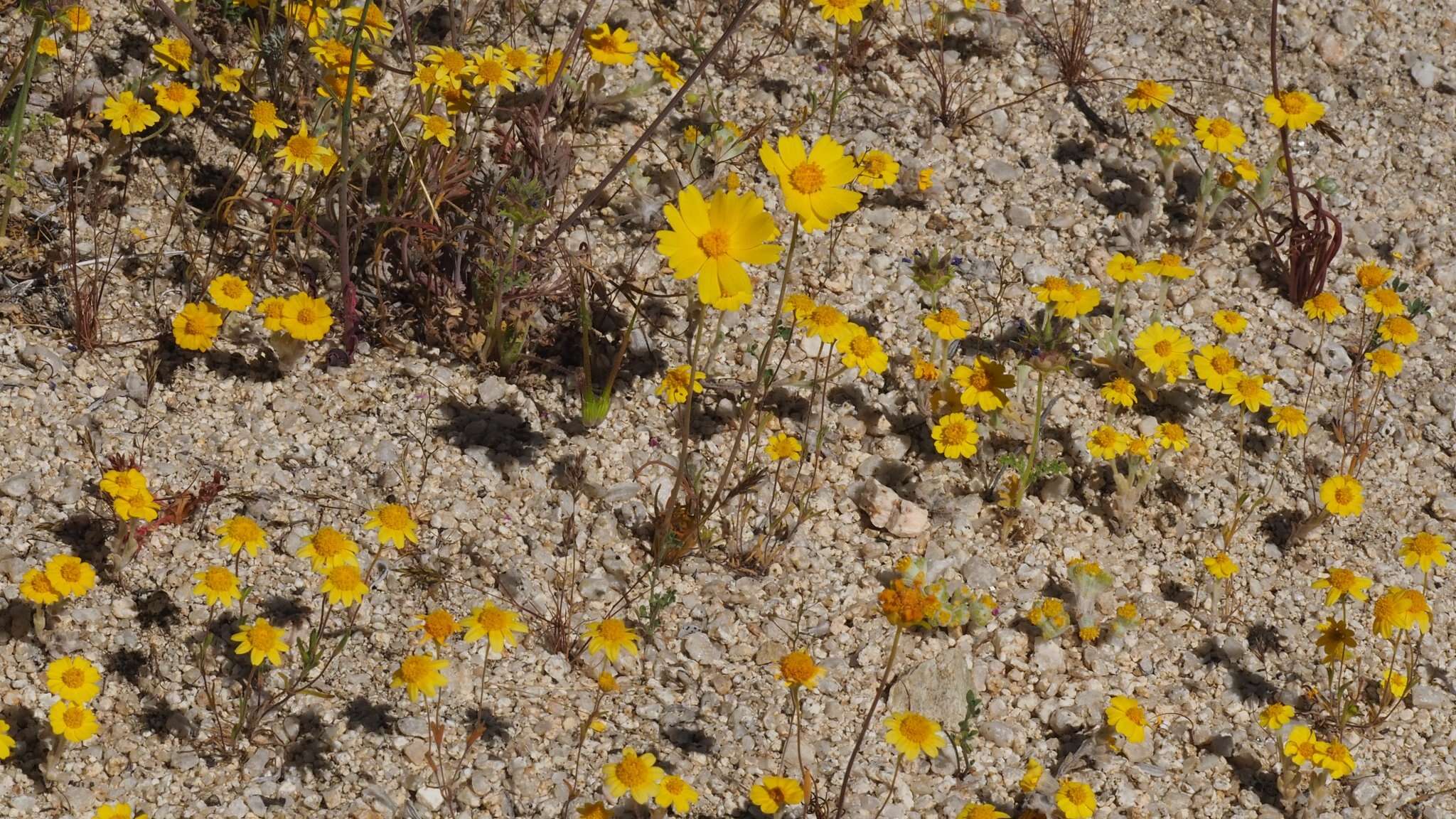 Imagem de Coreopsis californica (Nutt.) H. K. Sharsmith