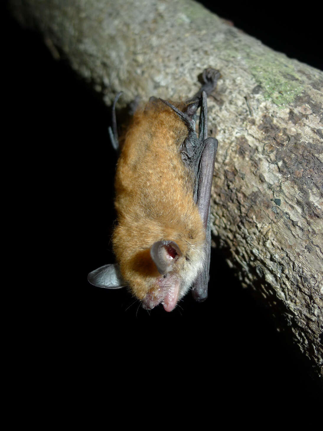 Image of Bocage's Banana Bat