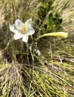 Image of Cyrtanthus leucanthus Schltr.