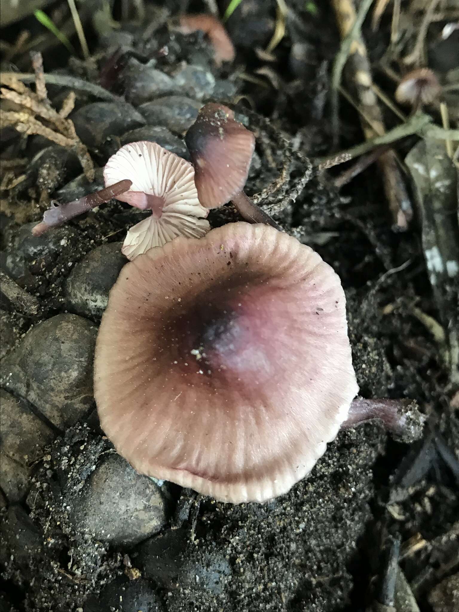 Mycena purpureofusca (Peck) Sacc. 1887 resmi