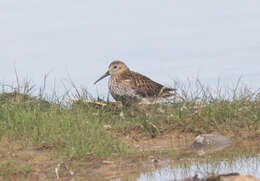 Image of Calidris alpina schinzii (Brehm, CL & Schilling 1822)