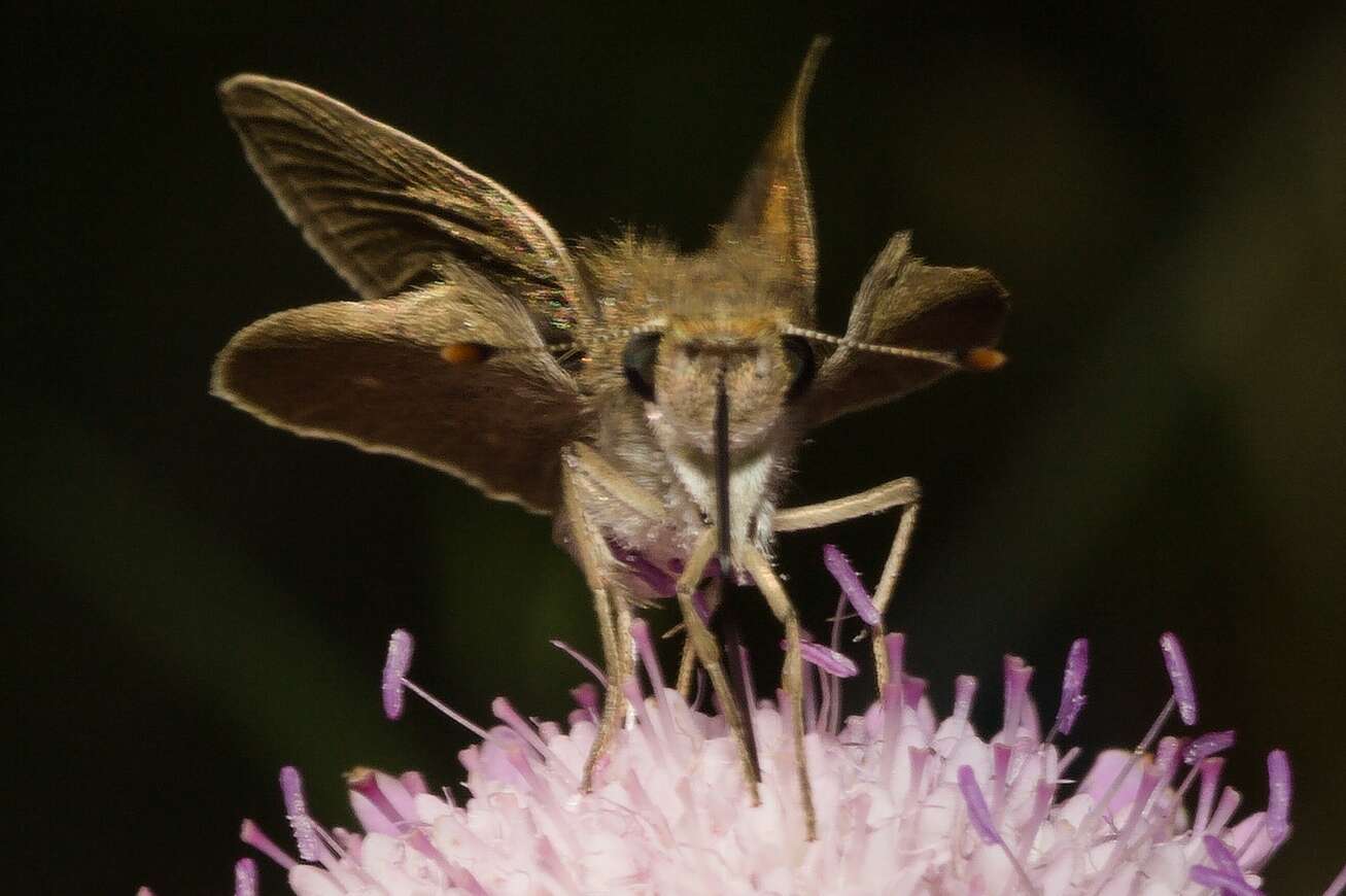 Gegenes nostrodamus Fabricius 1793 resmi