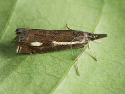 Image of Crambus heringiellus Herrich-Schäffer 1949