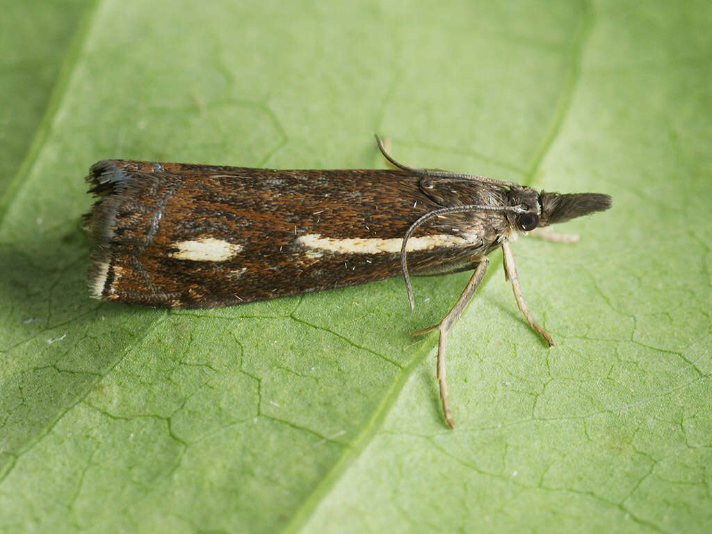 Image of Crambus heringiellus Herrich-Schäffer 1949