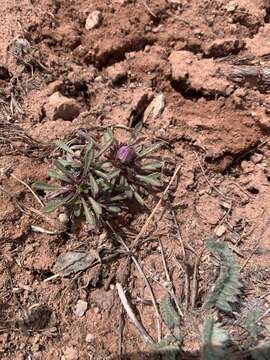 Image of Rothrock's Townsend daisy