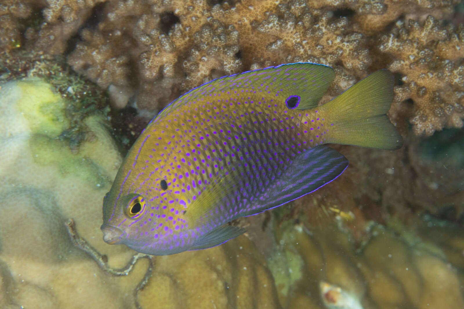 Image of Ocellate damselfish