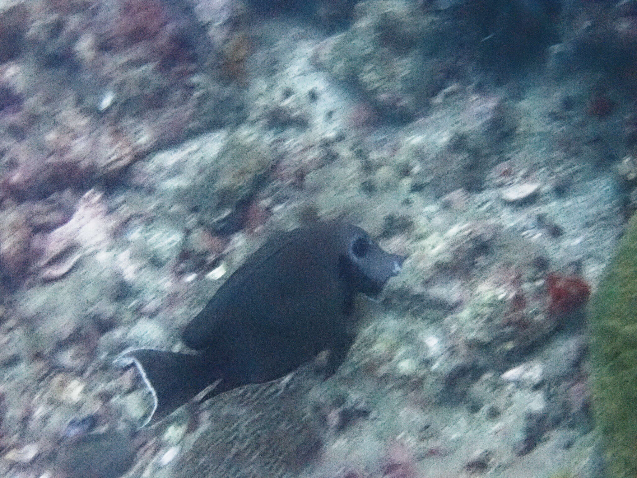 Image of Blackcheek Surgeonfish