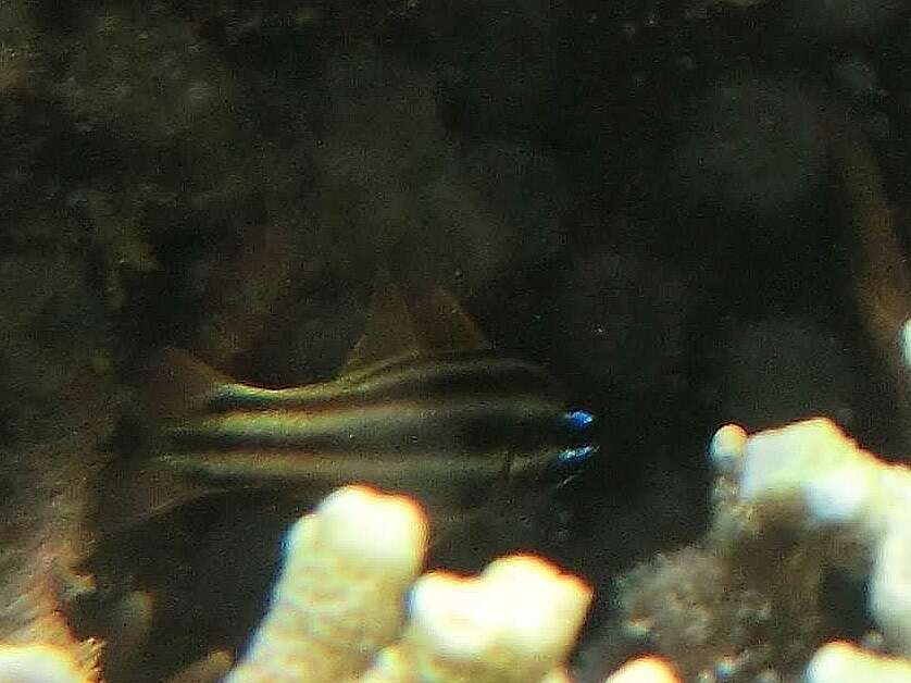 Image of Nine-banded cardinalfish