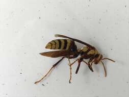 Image of <i>Polistes <i>major</i></i> major