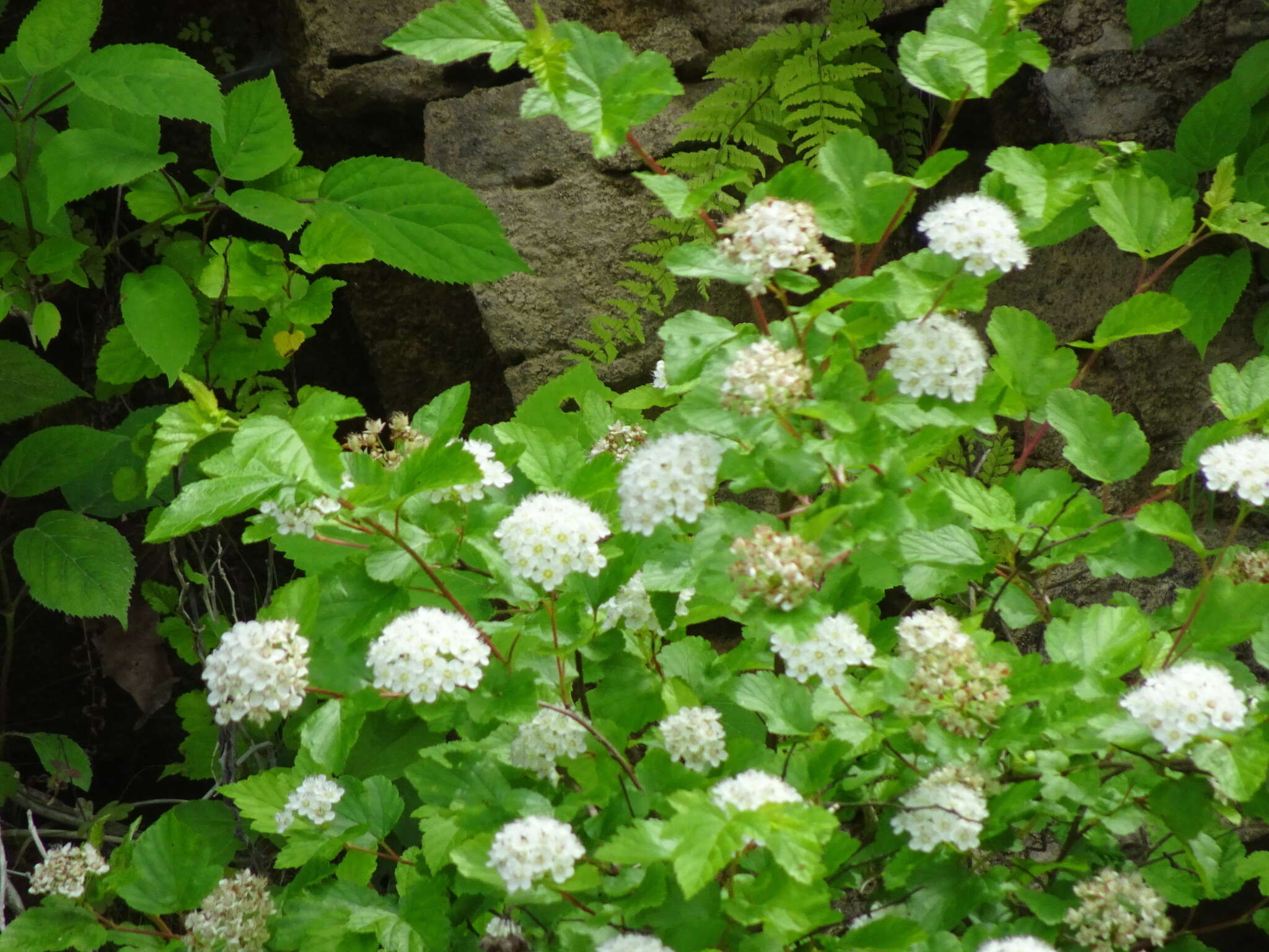 Plancia ëd Physocarpus opulifolius var. intermedius (Rydb.) B. L. Robins.