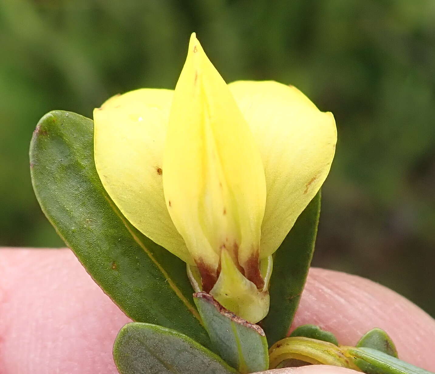 Image of Cyclopia sessiliflora Eckl. & Zeyh.