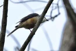 Image of Brown-rumped Minivet