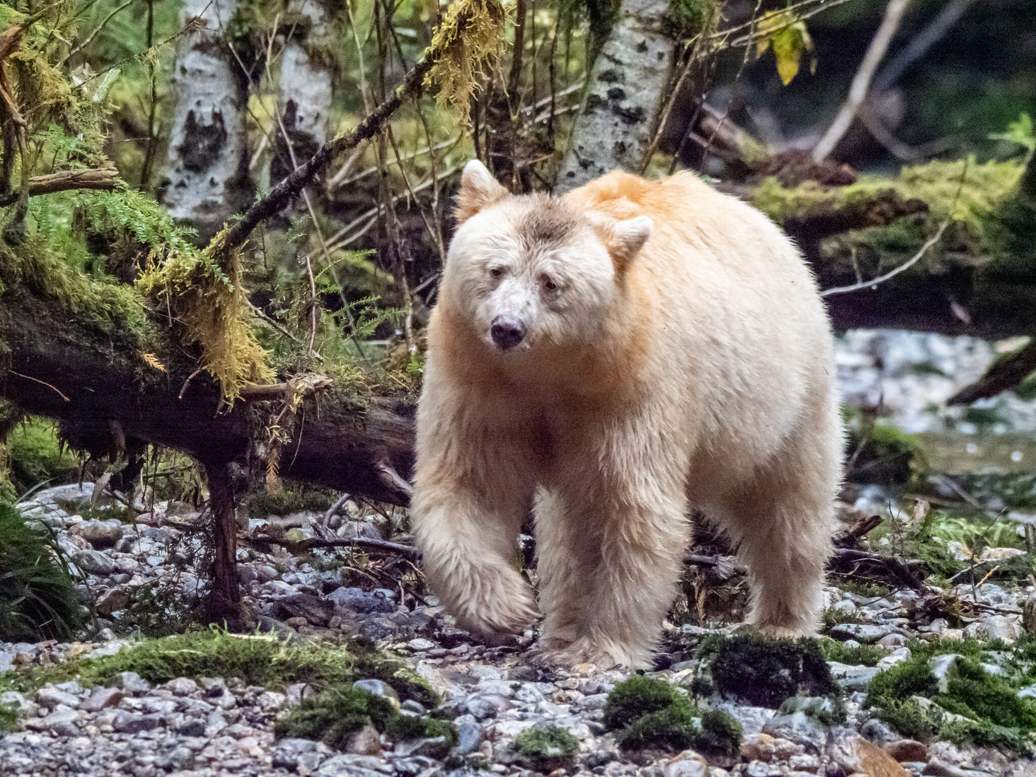 Image of Kermode bear