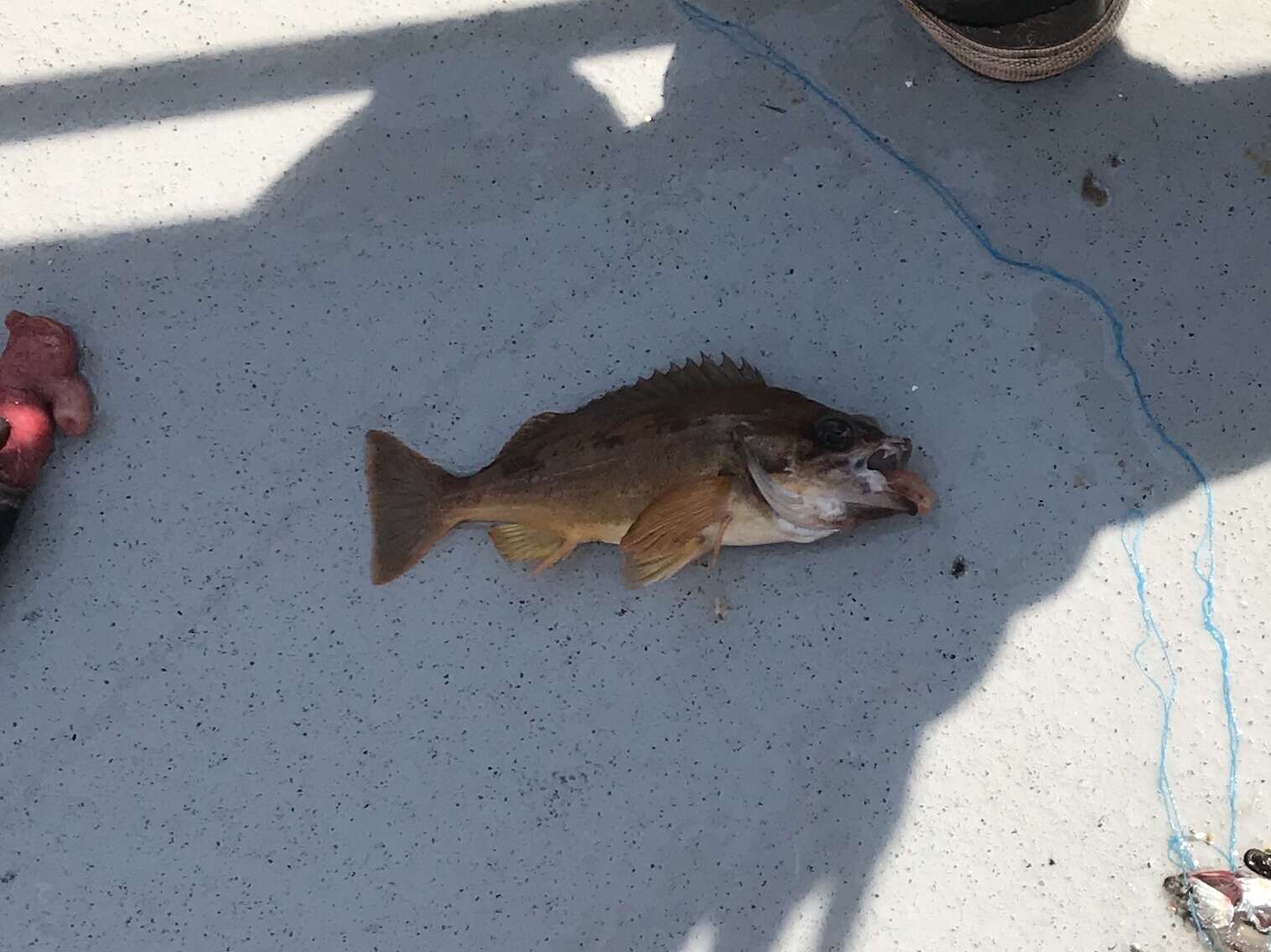 Image of Squarespot rockfish