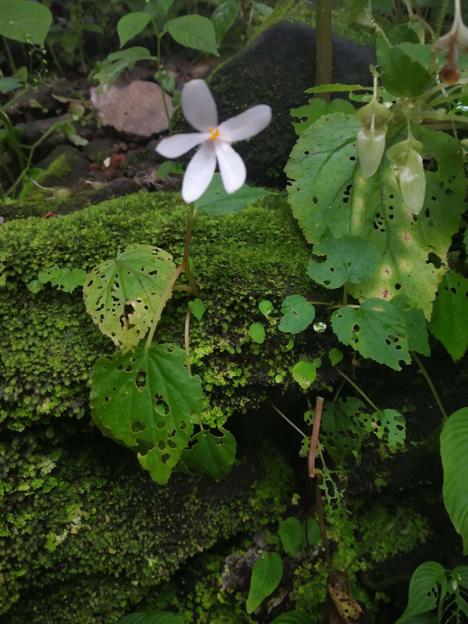 Image of Begonia crenata Dryand.