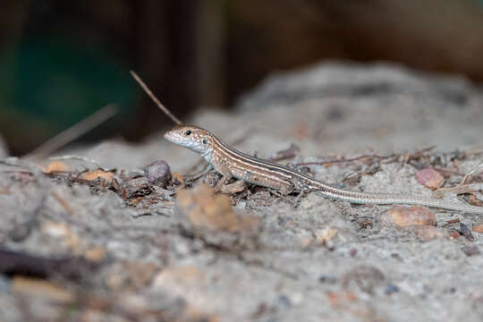 صورة Cnemidophorus cryptus Cole & Dessauer 1993