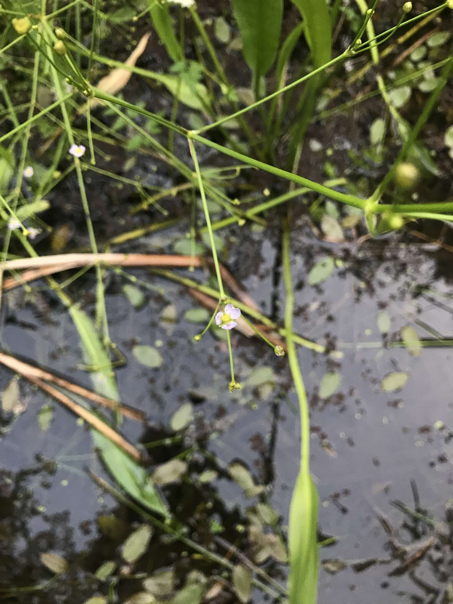 Image of Narrow-leaved Water-plantain