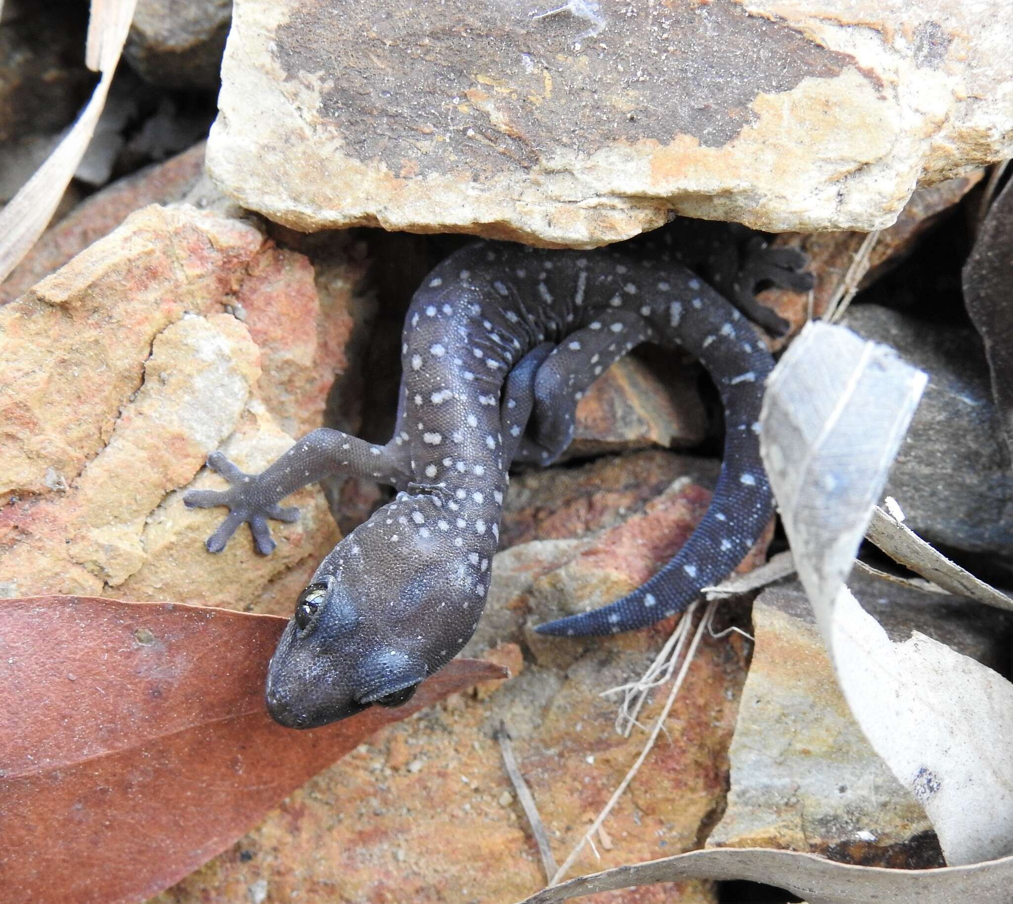 Image of Southern Spotted Velvet Gecko