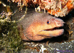 Image of Brown moray