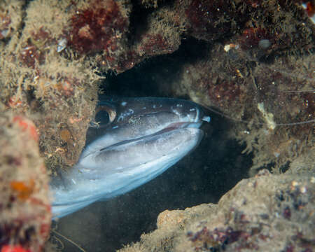 Image of Ash-colored conger eel