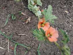 Imagem de Sphaeralcea bonariensis (Cav.) Griseb.