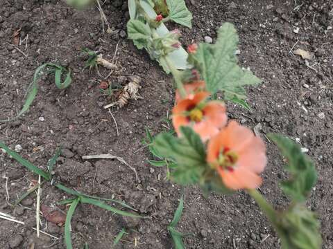 Imagem de Sphaeralcea bonariensis (Cav.) Griseb.