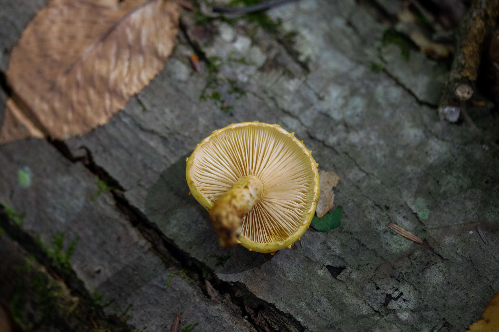 Image of Lemon-yellow Pholiota