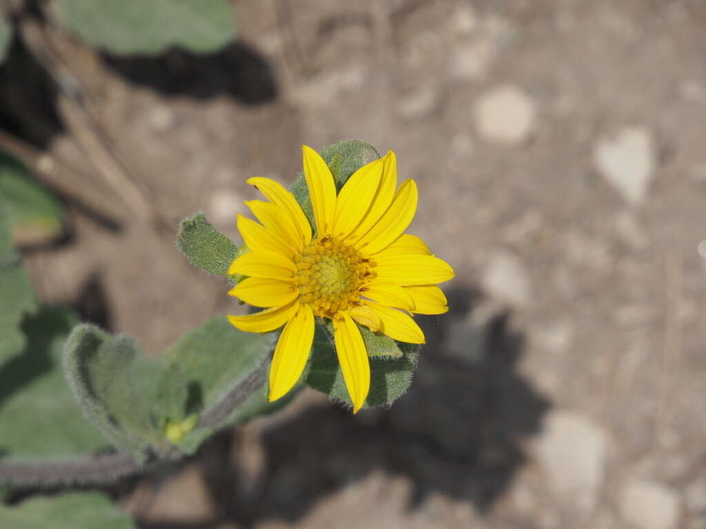 Image of little sunflower