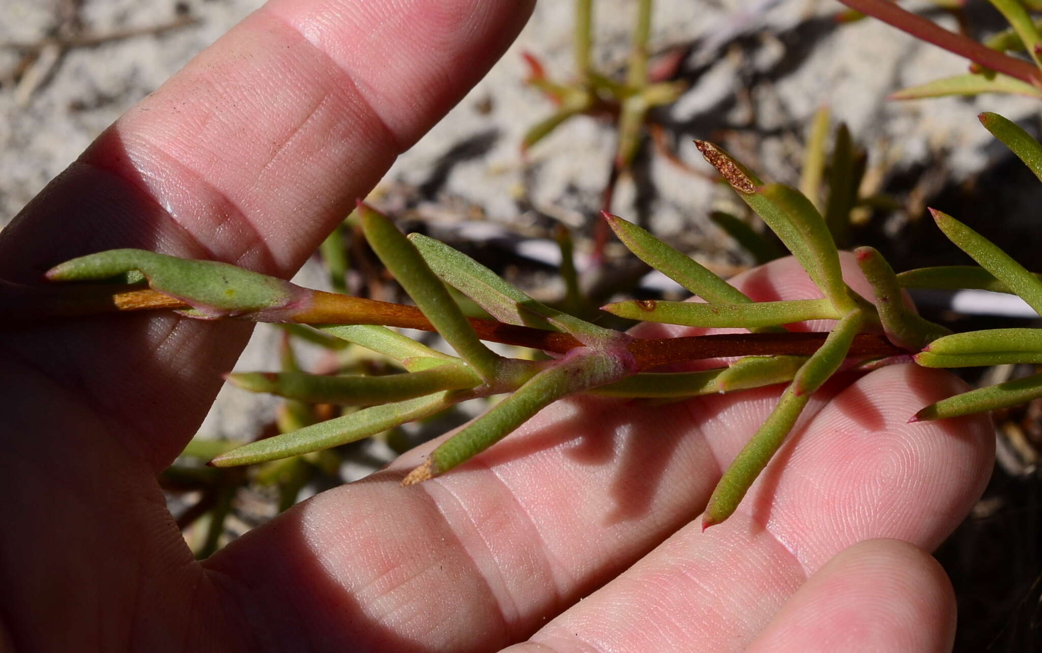 Image of Lampranthus tenuifolius (L.) N. E. Br.