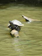 Image of Yellow-headed sideneck turtle