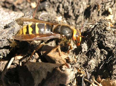 Image of Vespa crabro altaica Perkins 1910