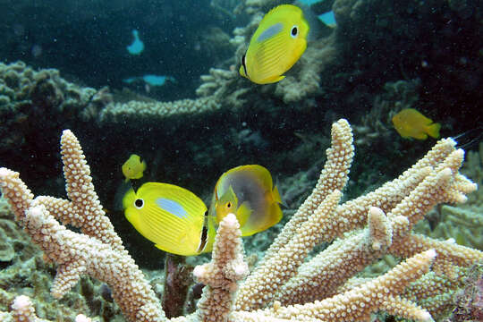 Image of Blue-dash Butterflyfish