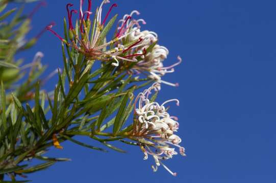 Image of Grevillea alpivaga Gand.