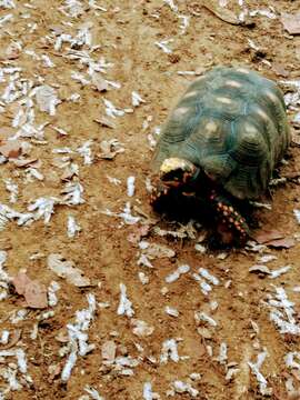 Image of Red-footed Tortoise