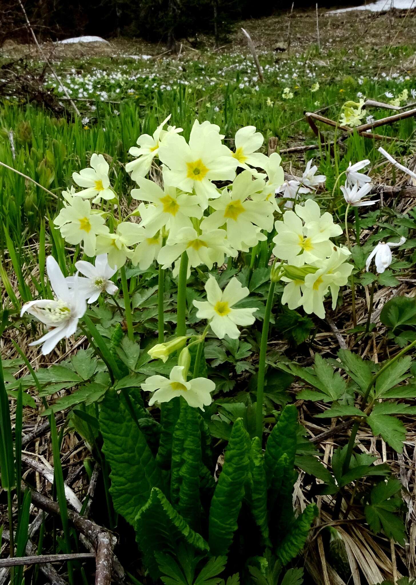 Image of Primula elatior subsp. pallasii (Lehm.) W. W. Sm. & Forrest