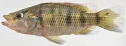 Image of Banded Jewelfish
