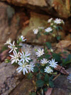 Image of star chickweed