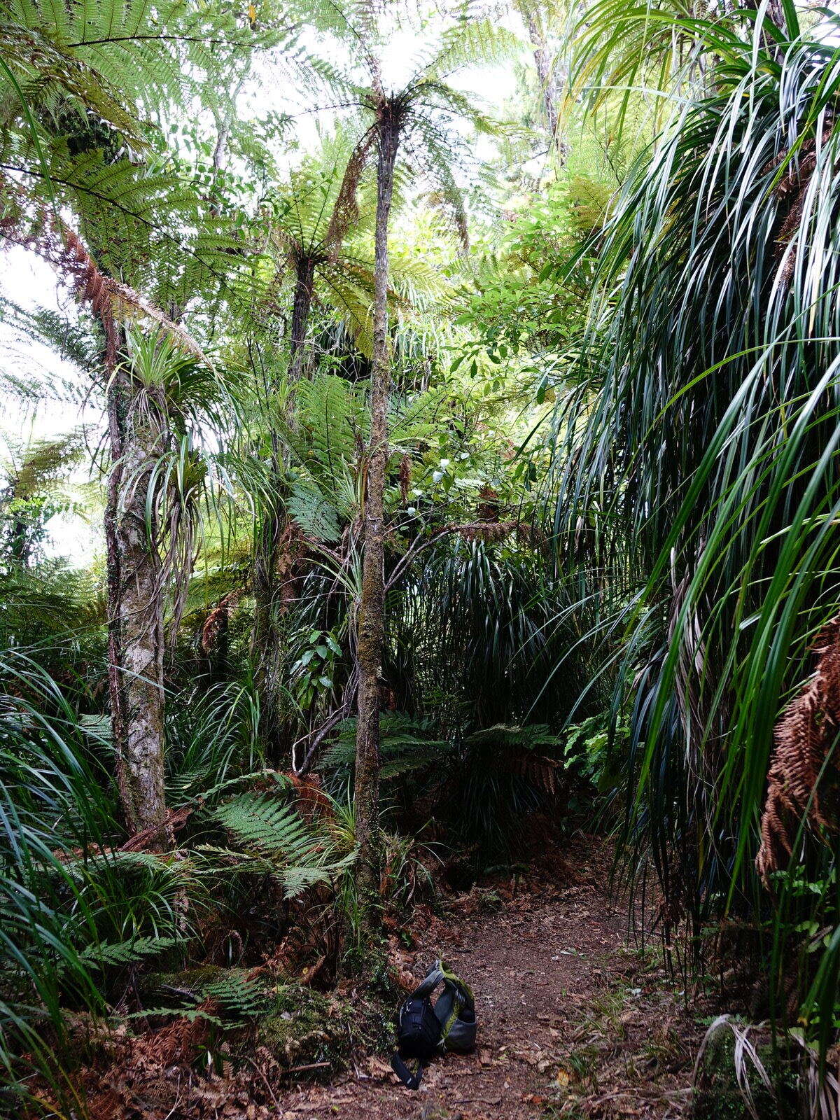 Image of Pittosporum kirkii Hook. fil. ex T. Kirk