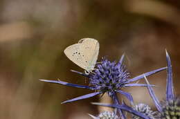 Image of <i>Polyommatus dolus</i>