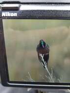 Image of Blue-mantled Thornbill