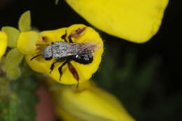 Image de Chalepogenus rufipes Roig-Alsina 1999