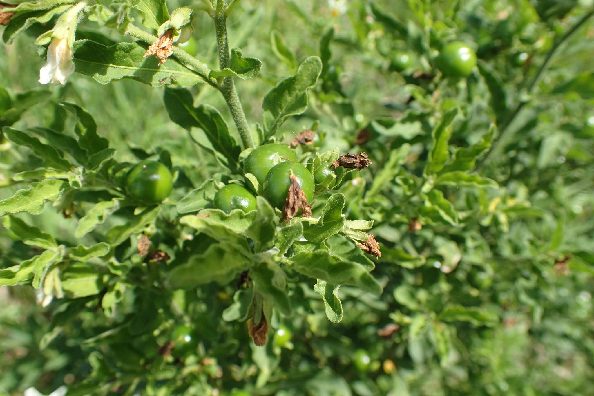 Image of Jerusalem Cherry