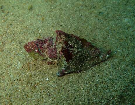 Image of Pterochelus triformis (Reeve 1845)